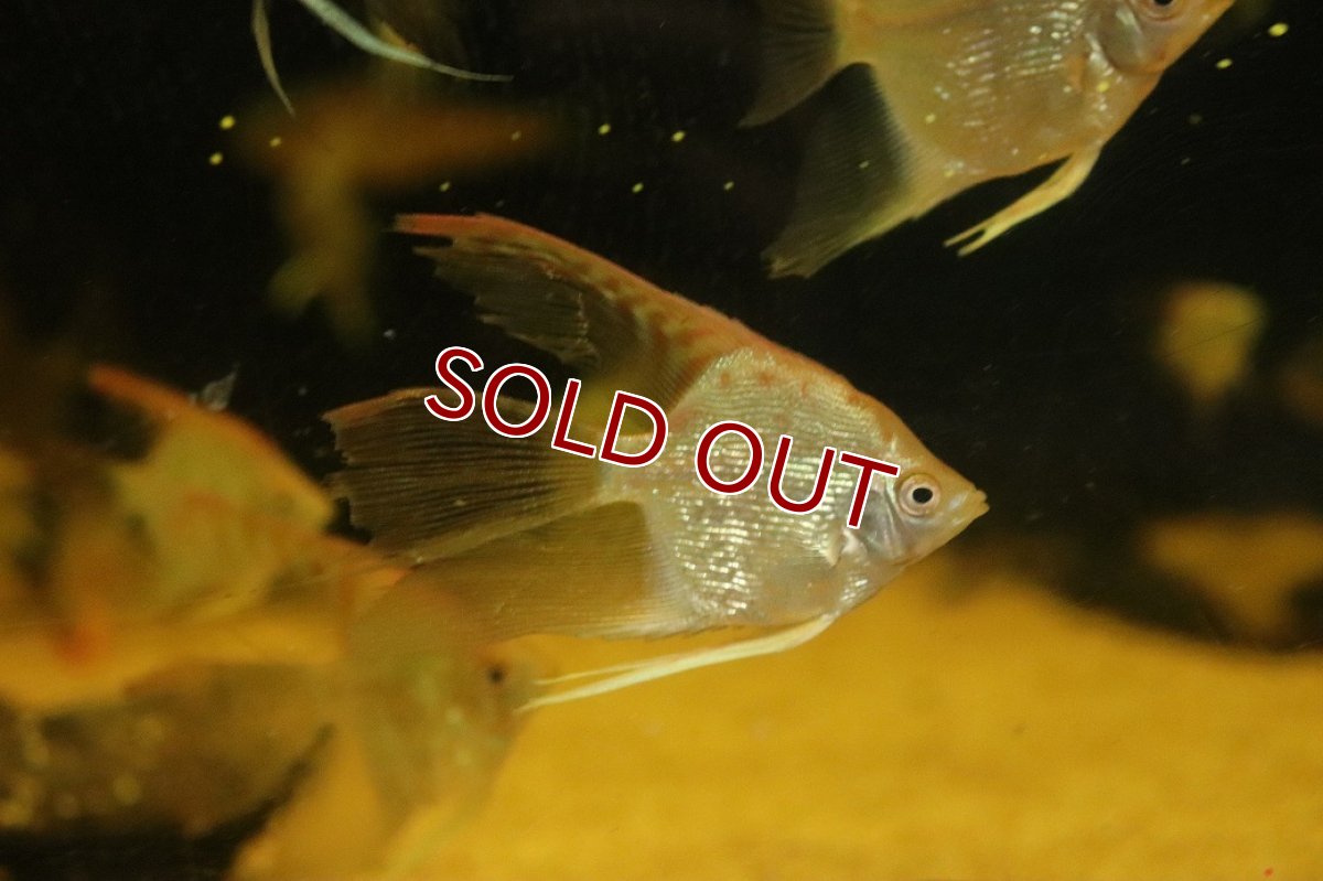 画像3: 【淡水魚】【通販】ロングフィン レッドヘッドダイヤモンドエンゼルフィッシュ【１匹 サンプル画像】（エンゼルフィッシュ）(生体)(熱帯魚)NK (3)