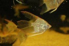 画像3: 【淡水魚】【通販】ロングフィン レッドヘッドダイヤモンドエンゼルフィッシュ【１匹 サンプル画像】（エンゼルフィッシュ）(生体)(熱帯魚)NK (3)