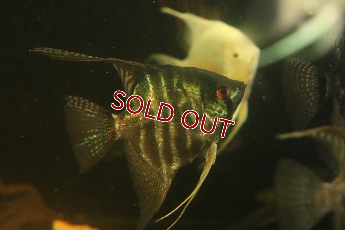 画像1: 【淡水魚】【通販】激安 LLサイズ レースエンゼルフィッシュ【1匹 サンプル画像】(±8-10cm)(エンゼル)（生体）（熱帯魚）NK (1)