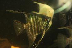 画像1: 【淡水魚】【通販】激安 LLサイズ レースエンゼルフィッシュ【1匹 サンプル画像】(±8-10cm)(エンゼル)（生体）（熱帯魚）NK (1)