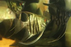 画像2: 【淡水魚】【通販】激安 LLサイズ レースエンゼルフィッシュ【1匹 サンプル画像】(±8-10cm)(エンゼル)（生体）（熱帯魚）NK (2)