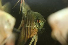 画像3: 【淡水魚】【通販】激安 LLサイズ レースエンゼルフィッシュ【1匹 サンプル画像】(±8-10cm)(エンゼル)（生体）（熱帯魚）NK (3)