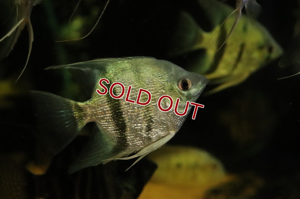 画像1: 【淡水魚】【通販】大きいサイズ ダイヤモンドコバルトブルーエンゼルフィッシュ【1匹 サンプル画像】(±7cm)(生体)(熱帯魚)NK (1)