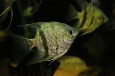 画像1: 【淡水魚】【通販】大きいサイズ ダイヤモンドコバルトブルーエンゼルフィッシュ【1匹 サンプル画像】(±7cm)(生体)(熱帯魚)NK (1)