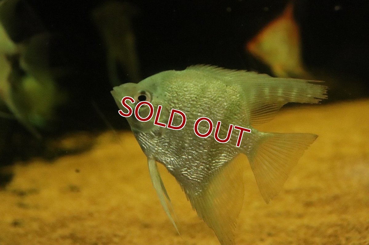 画像2: 【淡水魚】【通販】大きいサイズ ダイヤモンドコバルトブルーエンゼルフィッシュ【1匹 サンプル画像】(±7cm)(生体)(熱帯魚)NK (2)