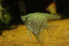 画像2: 【淡水魚】【通販】大きいサイズ ダイヤモンドコバルトブルーエンゼルフィッシュ【1匹 サンプル画像】(±7cm)(生体)(熱帯魚)NK (2)