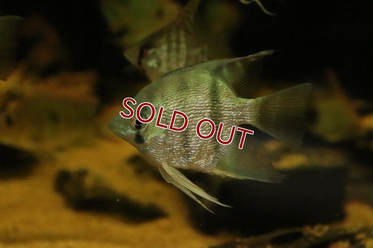 画像3: 【淡水魚】【通販】大きいサイズ ダイヤモンドコバルトブルーエンゼルフィッシュ【1匹 サンプル画像】(±7cm)(生体)(熱帯魚)NK (3)