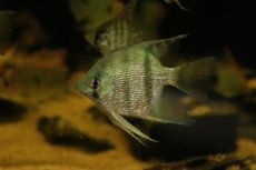 画像3: 【淡水魚】【通販】大きいサイズ ダイヤモンドコバルトブルーエンゼルフィッシュ【1匹 サンプル画像】(±7cm)(生体)(熱帯魚)NK (3)