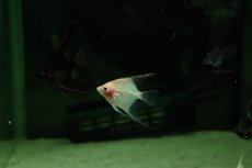 画像1: 【淡水魚】【通販】マンダリンエンゼルフィッシュ【1匹 サンプル画像】（エンゼルフィッシュ）(生体)(熱帯魚)NK (1)