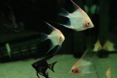 画像2: 【淡水魚】【通販】マンダリンエンゼルフィッシュ【1匹 サンプル画像】（エンゼルフィッシュ）(生体)(熱帯魚)NK (2)