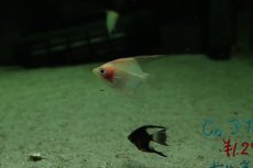 画像3: 【淡水魚】【通販】マンダリンエンゼルフィッシュ【1匹 サンプル画像】（エンゼルフィッシュ）(生体)(熱帯魚)NK (3)