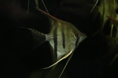 画像1: 【淡水魚】【通販】特価 ＭＬサイズ F2 ネグロアルタムエンゼルフィッシュ レッドショルダー【1匹 サンプル画像】(生体)(熱帯魚)NK (1)