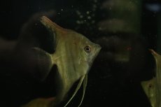 画像2: 【淡水魚】【通販】特価 ＭＬサイズ F2 ネグロアルタムエンゼルフィッシュ レッドショルダー【1匹 サンプル画像】(生体)(熱帯魚)NK (2)