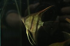 画像3: 【淡水魚】【通販】特価 ＭＬサイズ F2 ネグロアルタムエンゼルフィッシュ レッドショルダー【1匹 サンプル画像】(生体)(熱帯魚)NK (3)