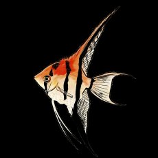 画像4: 【淡水魚】【通販】特価 ＭＬサイズ F2 ネグロアルタムエンゼルフィッシュ レッドショルダー【1匹 サンプル画像】(生体)(熱帯魚)NK (4)