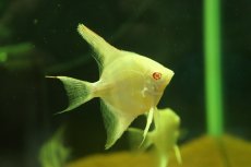 画像1: 【淡水魚】【通販】レッドアイプラチナゼブラエンゼルフィッシュ【1匹 サンプル画像】（エンゼルフィッシュ）(生体)(熱帯魚)NK (1)