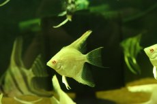 画像2: 【淡水魚】【通販】レッドアイプラチナゼブラエンゼルフィッシュ【1匹 サンプル画像】（エンゼルフィッシュ）(生体)(熱帯魚)NK (2)