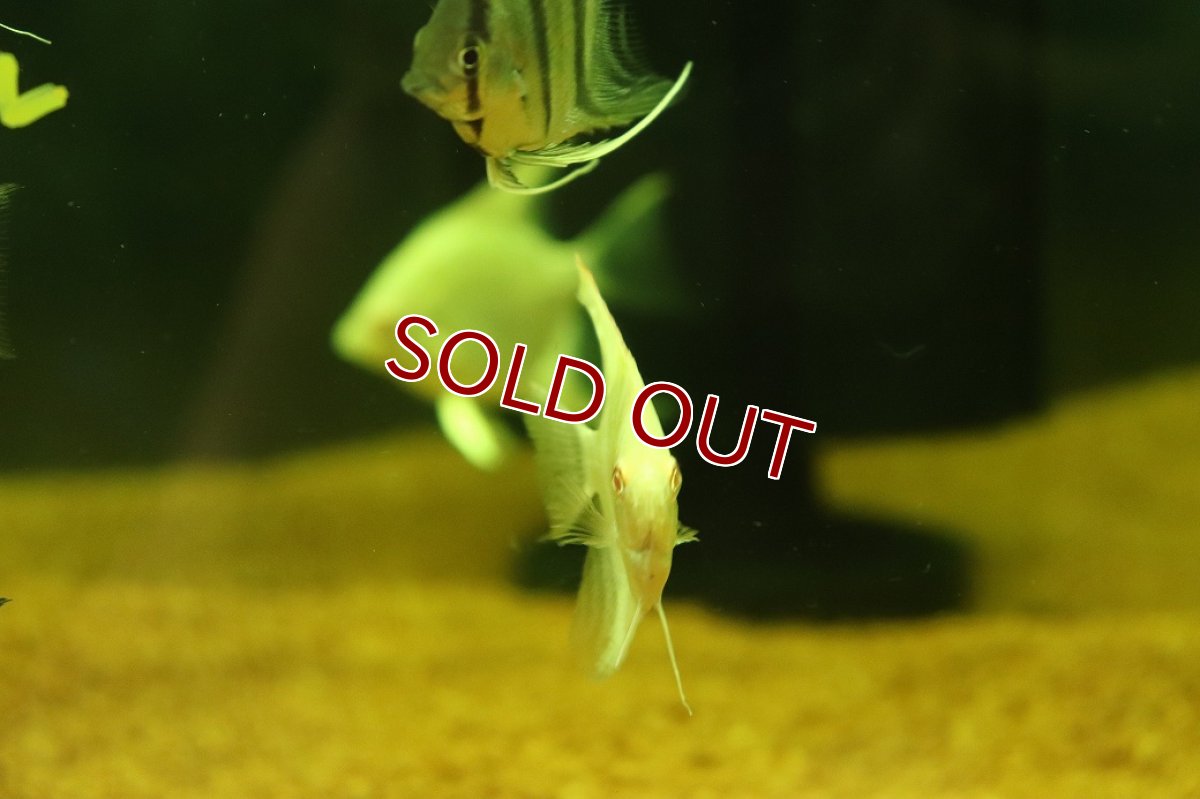 画像3: 【淡水魚】【通販】レッドアイプラチナゼブラエンゼルフィッシュ【1匹 サンプル画像】（エンゼルフィッシュ）(生体)(熱帯魚)NK (3)