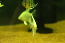 画像3: 【淡水魚】【通販】レッドアイプラチナゼブラエンゼルフィッシュ【1匹 サンプル画像】（エンゼルフィッシュ）(生体)(熱帯魚)NK (3)