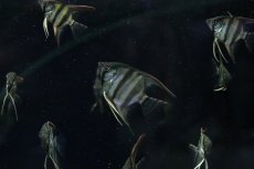 画像1: 【淡水魚】【通販】爆安 国産 レッドネックトゥッカーノエンゼルフィッシュ【5匹 サンプル画像】（エンゼルフィッシュ）(生体)(熱帯魚)NK (1)