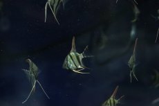 画像2: 【淡水魚】【通販】更に爆安 国産 レッドネックトゥッカーノエンゼルフィッシュ【10匹 サンプル画像】（エンゼルフィッシュ）(生体)(熱帯魚)NK (2)