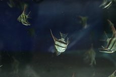 画像3: 【淡水魚】【通販】更に爆安 国産 レッドネックトゥッカーノエンゼルフィッシュ【10匹 サンプル画像】（エンゼルフィッシュ）(生体)(熱帯魚)NK (3)