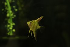 画像1: 【淡水魚】【通販】ネグロアルタムエンゼルフィッシュ レッドショルダーサンタイザベル産【１匹 サンプル画像】(生体)(熱帯魚)NK (1)