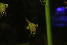 画像2: 【淡水魚】【通販】ネグロアルタムエンゼルフィッシュ レッドショルダーサンタイザベル産【１匹 サンプル画像】(生体)(熱帯魚)NK (2)