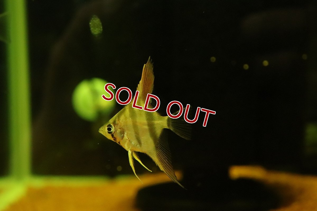 画像3: 【淡水魚】【通販】ネグロアルタムエンゼルフィッシュ レッドショルダーサンタイザベル産【１匹 サンプル画像】(生体)(熱帯魚)NK (3)