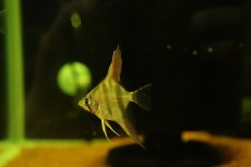 画像3: 【淡水魚】【通販】ネグロアルタムエンゼルフィッシュ レッドショルダーサンタイザベル産【１匹 サンプル画像】(生体)(熱帯魚)NK (3)