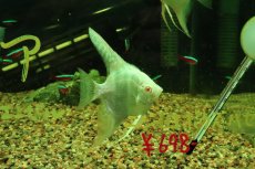 画像1: 【淡水魚】【通販】オーロラレッドアイプラチナブルーエンゼルフィッシュ【１匹 サンプル画像】（エンゼルフィッシュ）(生体)(熱帯魚)NK (1)