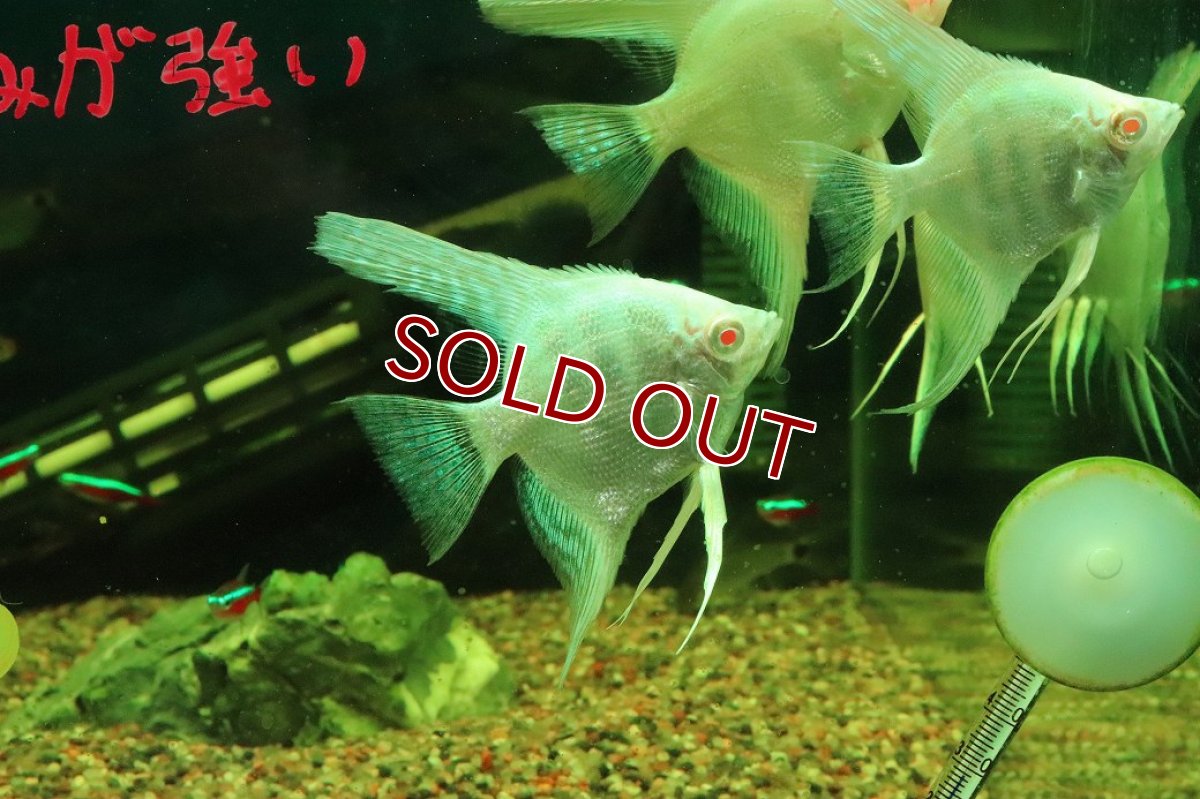 画像2: 【淡水魚】【通販】オーロラレッドアイプラチナブルーエンゼルフィッシュ【１匹 サンプル画像】（エンゼルフィッシュ）(生体)(熱帯魚)NK (2)