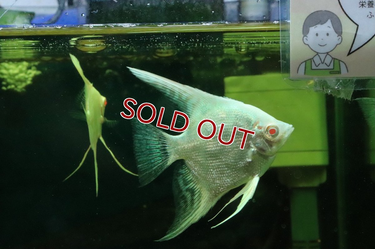画像3: 【淡水魚】【通販】オーロラレッドアイプラチナブルーエンゼルフィッシュ【１匹 サンプル画像】（エンゼルフィッシュ）(生体)(熱帯魚)NK (3)