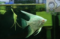 画像3: 【淡水魚】【通販】オーロラレッドアイプラチナブルーエンゼルフィッシュ【１匹 サンプル画像】（エンゼルフィッシュ）(生体)(熱帯魚)NK (3)
