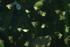 画像1: 【ボーナスセール1000円均一対象個体】【淡水魚】【通販】激安 国産 レッドネックトゥッカーノエンゼルフィッシュ【１0匹 サンプル画像】（エンゼルフィッシュ）(生体)(熱帯魚)NK (1)