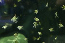 画像2: 【ボーナスセール1000円均一対象個体】【淡水魚】【通販】激安 国産 レッドネックトゥッカーノエンゼルフィッシュ【１0匹 サンプル画像】（エンゼルフィッシュ）(生体)(熱帯魚)NK (2)