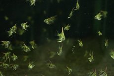 画像3: 【ボーナスセール1000円均一対象個体】【淡水魚】【通販】激安 国産 レッドネックトゥッカーノエンゼルフィッシュ【１0匹 サンプル画像】（エンゼルフィッシュ）(生体)(熱帯魚)NK (3)