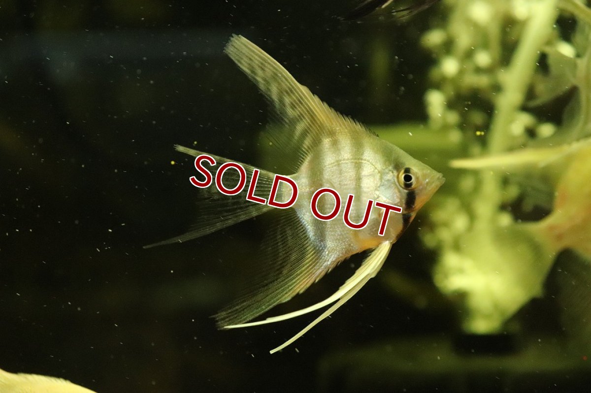 画像1: 【10％OFFクーポン対象個体】【淡水魚】【通販】ロングフィン スカラレエンゼルフィッシュ【1匹 サンプル画像】(エンゼルフィッシュ)(生体)(熱帯魚)NK (1)