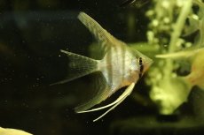 画像1: 【淡水魚】【通販】ロングフィン スカラレエンゼルフィッシュ【1匹 サンプル画像】(エンゼルフィッシュ)(生体)(熱帯魚)NK (1)