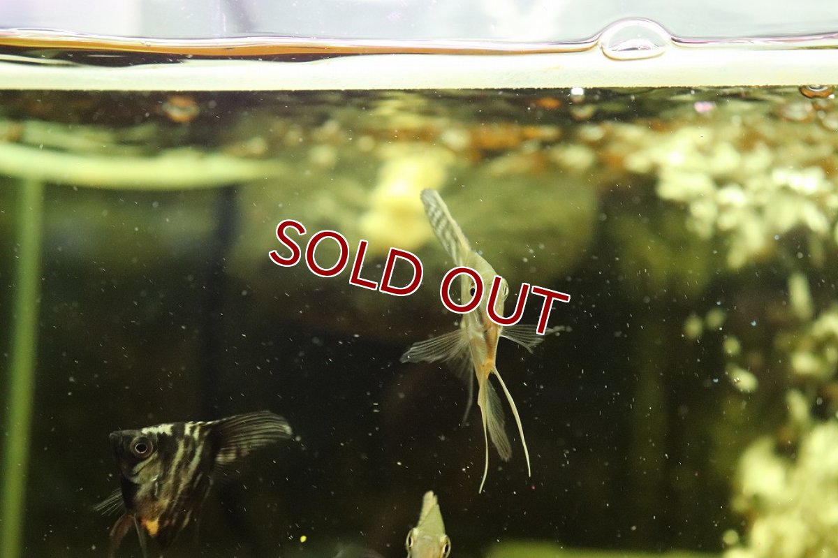画像2: 【10％OFFクーポン対象個体】【淡水魚】【通販】ロングフィン スカラレエンゼルフィッシュ【1匹 サンプル画像】(エンゼルフィッシュ)(生体)(熱帯魚)NK (2)