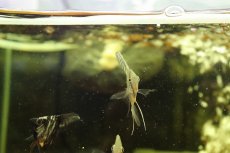 画像2: 【淡水魚】【通販】ロングフィン スカラレエンゼルフィッシュ【1匹 サンプル画像】(エンゼルフィッシュ)(生体)(熱帯魚)NK (2)