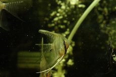 画像3: 【淡水魚】【通販】ロングフィン スカラレエンゼルフィッシュ【1匹 サンプル画像】(エンゼルフィッシュ)(生体)(熱帯魚)NK (3)
