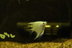 画像1: 【淡水魚】【通販】プラチナブルーダイヤモンドエンゼルフィッシュ【1匹 サンプル画像】(エンゼルフィッシュ)(生体)(熱帯魚)NK (1)