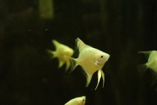画像2: 【淡水魚】【通販】プラチナブルーダイヤモンドエンゼルフィッシュ【1匹 サンプル画像】(エンゼルフィッシュ)(生体)(熱帯魚)NK (2)