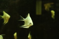 画像3: 【淡水魚】【通販】プラチナブルーダイヤモンドエンゼルフィッシュ【1匹 サンプル画像】(エンゼルフィッシュ)(生体)(熱帯魚)NK (3)