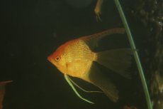 画像1: 【淡水魚】【通販】Lサイズ ロングフィン レッドヘッドダイヤモンドエンゼルフィッシュ【1匹 サンプル画像】(±9-10cm(生体)(熱帯魚)NK (1)