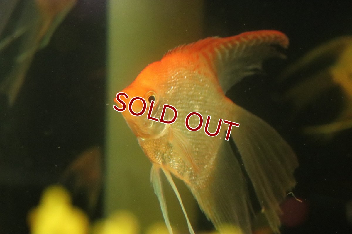 画像2: 【淡水魚】【通販】Lサイズ ロングフィン レッドヘッドダイヤモンドエンゼルフィッシュ【1匹 サンプル画像】(±9-10cm(生体)(熱帯魚)NK (2)