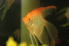 画像2: 【淡水魚】【通販】Lサイズ ロングフィン レッドヘッドダイヤモンドエンゼルフィッシュ【1匹 サンプル画像】(±9-10cm(生体)(熱帯魚)NK (2)