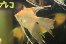 画像3: 【淡水魚】【通販】Lサイズ ロングフィン レッドヘッドダイヤモンドエンゼルフィッシュ【1匹 サンプル画像】(±9-10cm(生体)(熱帯魚)NK (3)