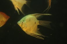 画像1: 【淡水魚】【通販】Lサイズ ロングフィン グリーンサファイヤーエンゼルフィッシュ【1匹 サンプル画像】(±9-10cm)(生体)(熱帯魚)NK (1)